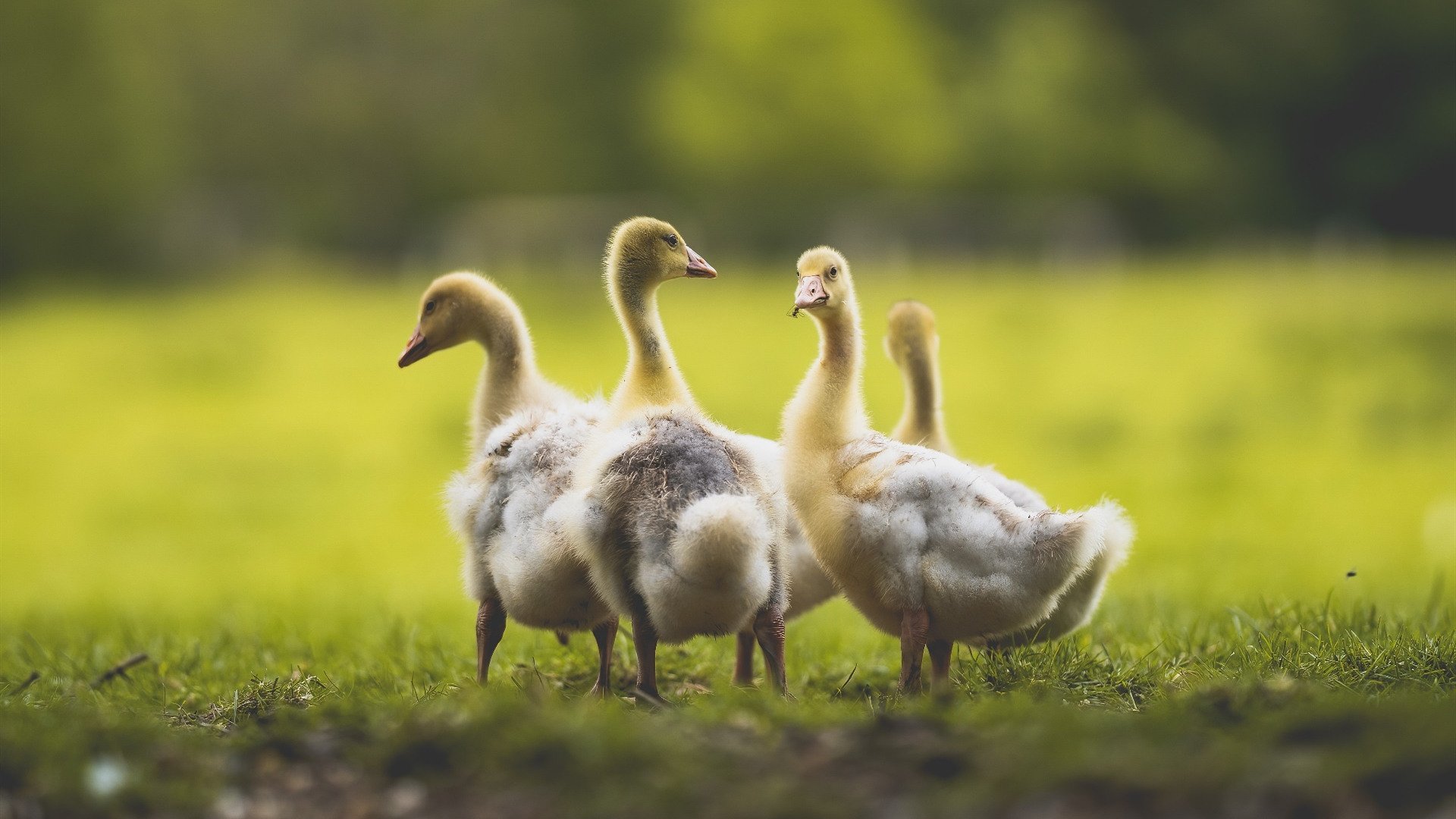 城市帮派篮球争霸战，青春热血的街头竞技，城市篮球挑战赛在哪里