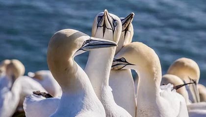 开云中国-中国男子篮球联赛赛场上演惊天逆转，中国男子篮球比赛