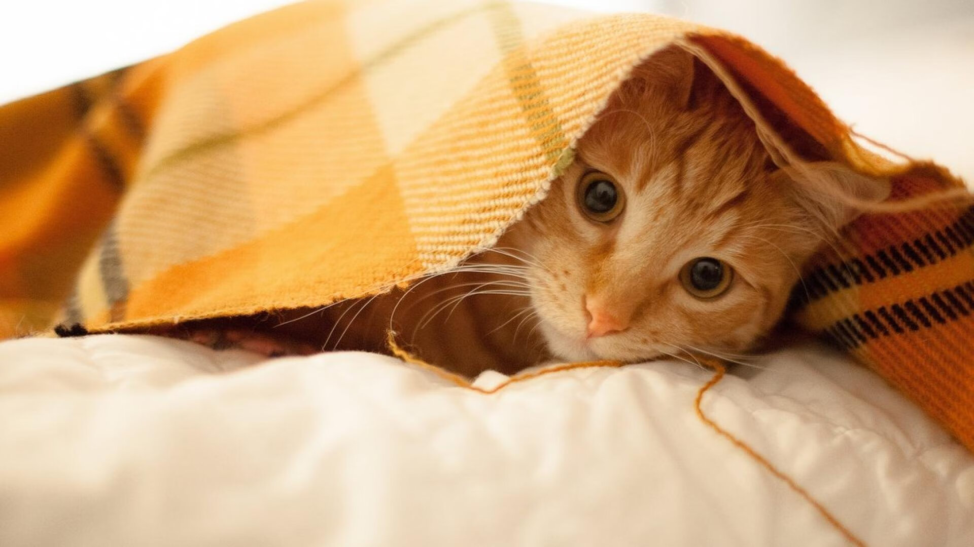 开云kaiyun-一带一路背景下中国篮球的国际合作新机遇